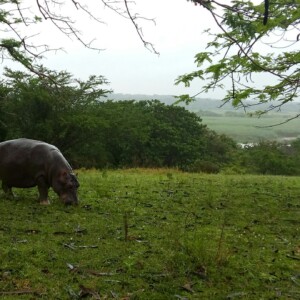 The Centre overlooks the estuary. Hippos can occasionally be seen grazing nearby.