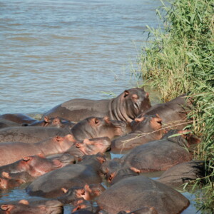 Hippos are nocturnal animals, sleeping in the water during the day and grazing on land during the night.